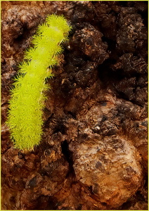 Caterpillar