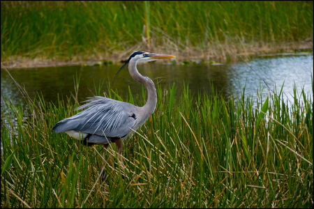 Blue Heron hangin out in a Marsh