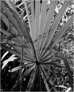 Palm
