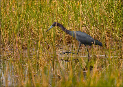 Blue Billed Heron