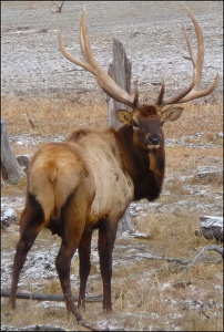 Elk