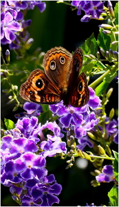 Buckeye-Butterfly