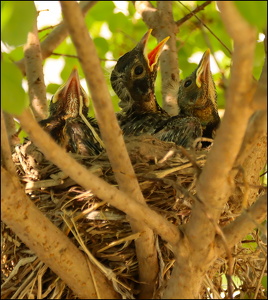 Robins