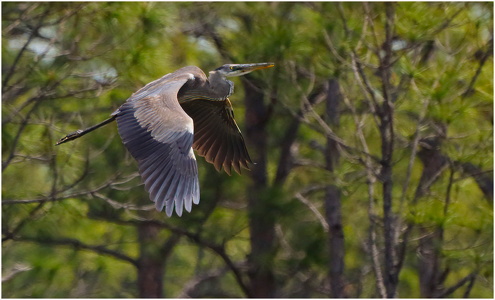Great Blue Heron