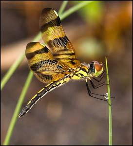 Dragonfly