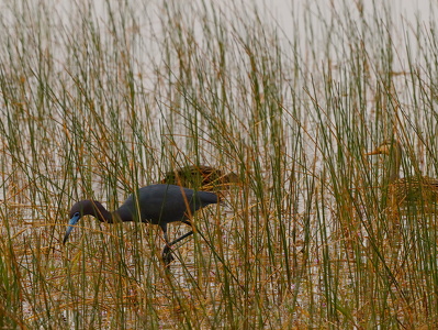 Blue Heron and Mallard