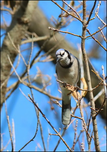 Bluejay