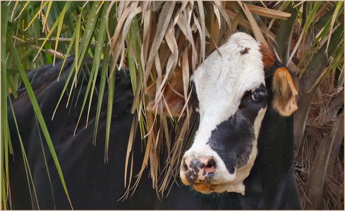 Moo