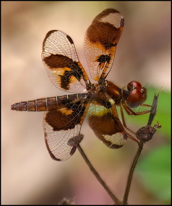 Dragonfly-II