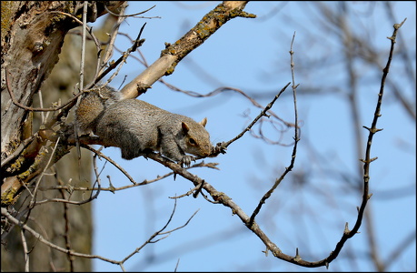 Milton Squirrel
