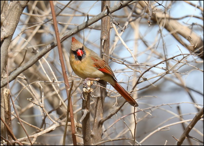 Cardinal