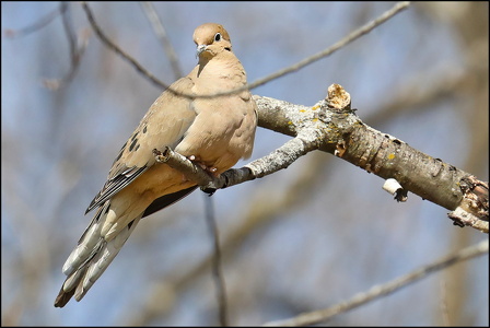 Dove