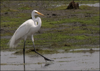 Egret