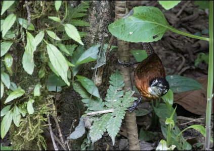 Bay Wren