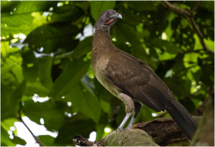 Gray-headed Chachalaca