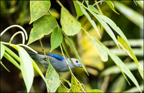 Blue-gray Tanager