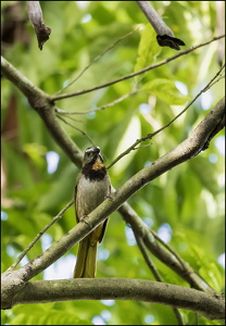 Buff-Throated Saltator