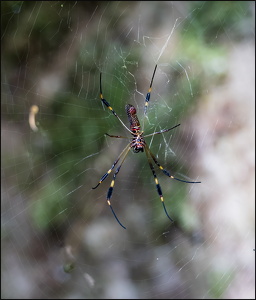 Arachnida