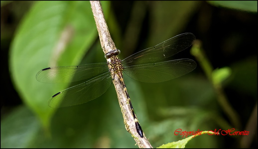 Dragonfly