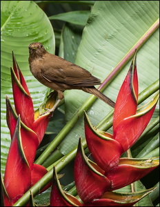 Clay-colored Thrush