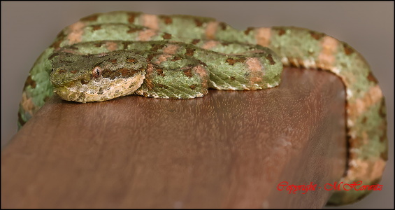 Juvenile Viper