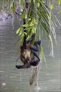 Howler Monkey and kid