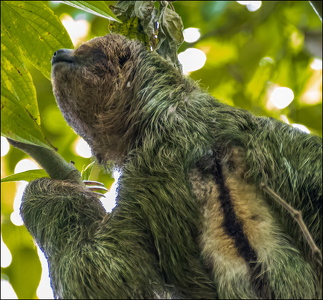 Sloth