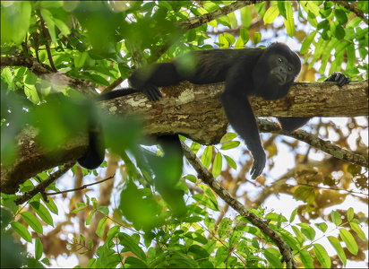 Napping Howler Monkey