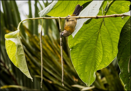 Buff-Throated Saltator II