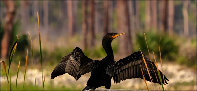 Double Crested Cormorant