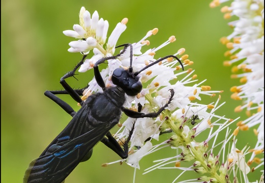 Creatures - Macro Photography