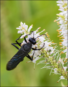 Black Wasp