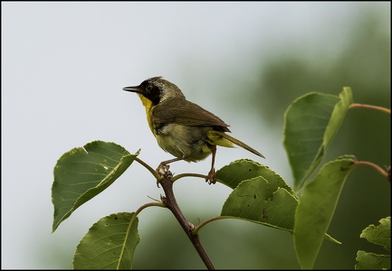 Common Yellowthroat Warbler II