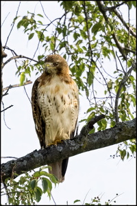 Hawk_V2