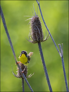 Common Yellowthroat Warbler IV