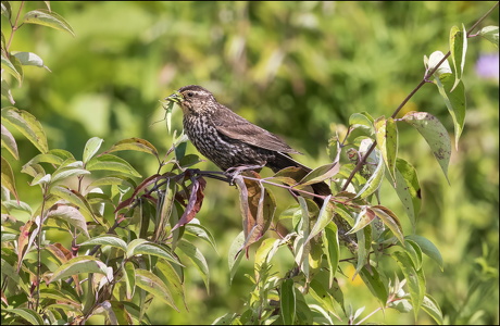 Song Sparrow with dinner