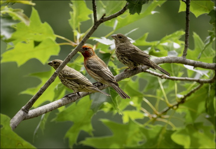 Trio of House Finches