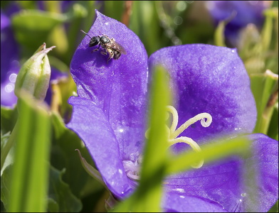 Itty Bitty Bee