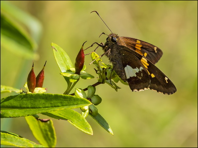 Moth