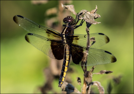 Dragonfly LeRoy Oaks