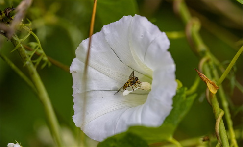 Bee Inside