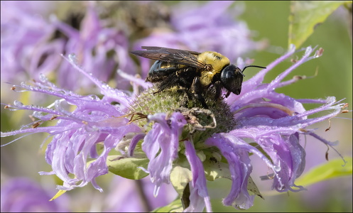 Bumble Bee