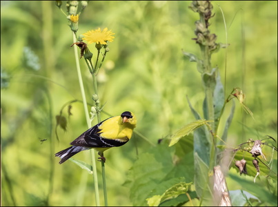 American Goldfinch