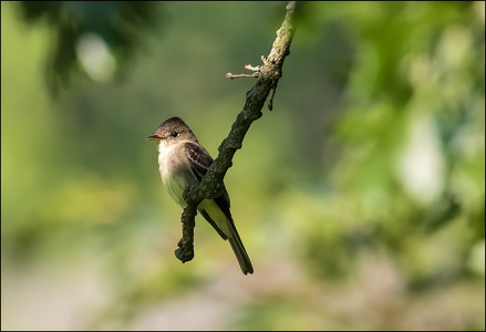Eastern Wood-Pewee