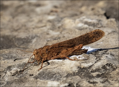 Sulphur-winged Grasshopper