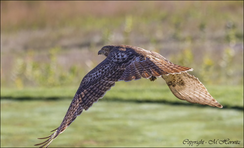 Red-tailed Hawk