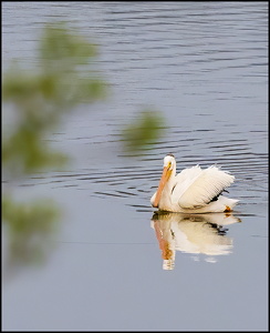 American White Pelican
