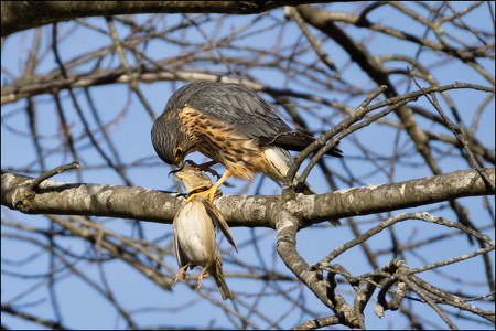 Common Kestrel