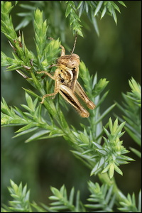 Spur-throated Grasshopper