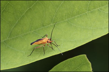 Orange Plant Bug